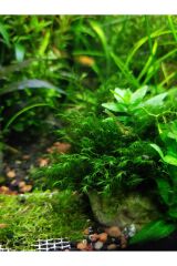 Fissidens fontanus (Fissidens Moss) Canlı akvaryum Bitkisi (Taşa tutturulmuş)