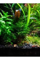 Fissidens fontanus (Fissidens Moss) Canlı akvaryum Bitkisi (Taşa tutturulmuş)