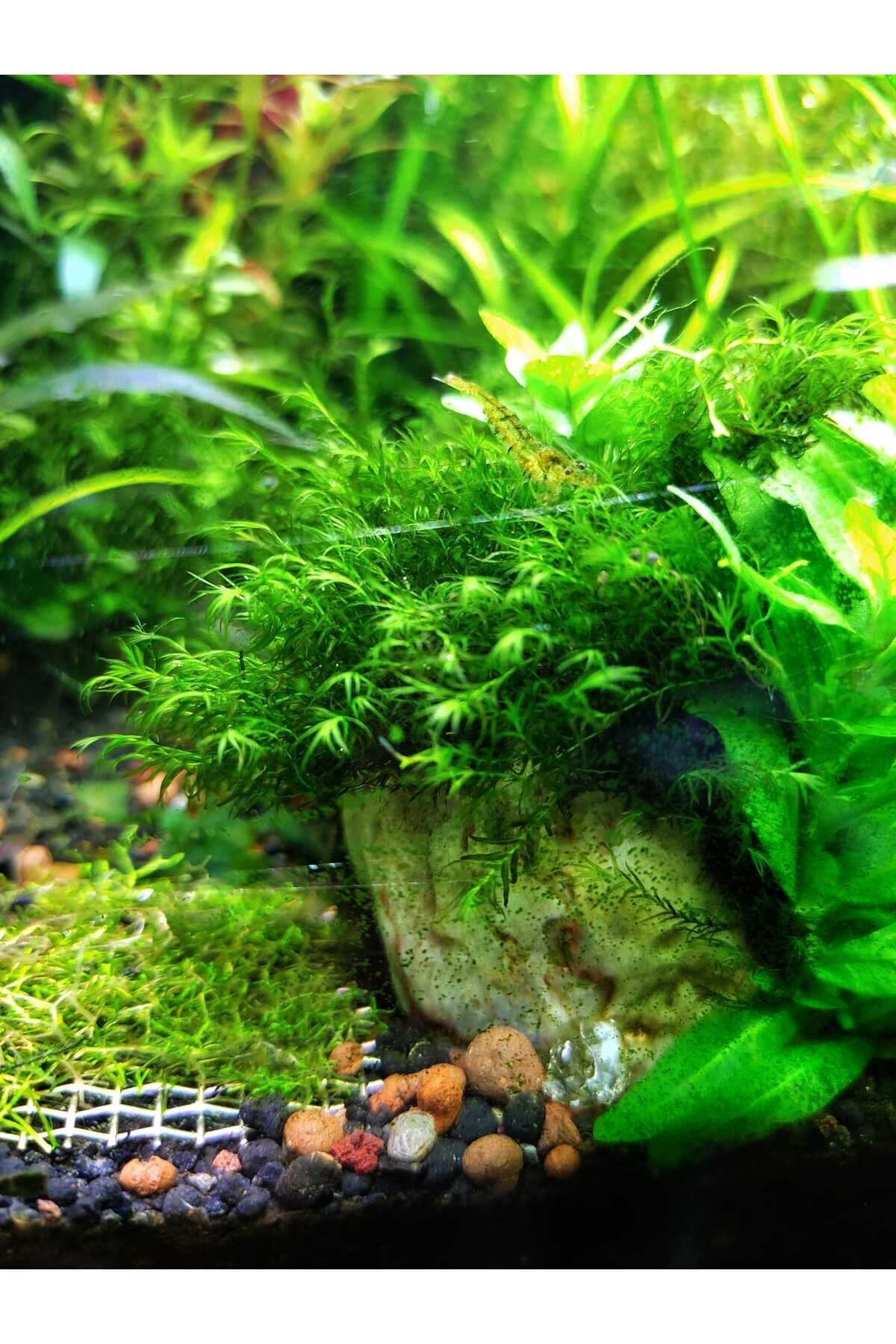 Fissidens fontanus (Fissidens Moss) Canlı akvaryum Bitkisi (Taşa tutturulmuş)