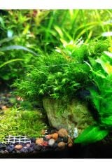 Fissidens fontanus (Fissidens Moss) Canlı akvaryum Bitkisi (Taşa tutturulmuş)
