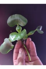 Eichhornia crassipes (Su Sümbülü) M Boy Canlı Akvaryum Bitkisi - ADET (5-6 Yaprak)
