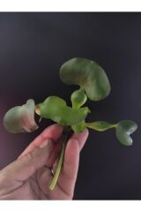 Eichhornia crassipes (Su Sümbülü) M Boy Canlı Akvaryum Bitkisi - ADET (5-6 Yaprak)