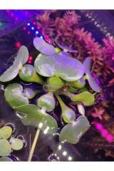 Eichhornia crassipes (Su Sümbülü) M Boy Canlı Akvaryum Bitkisi - ADET (5-6 Yaprak)