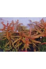 Ammannia Senegalensis Canlı Akvaryum Bitkisi (5 Dal Demet)