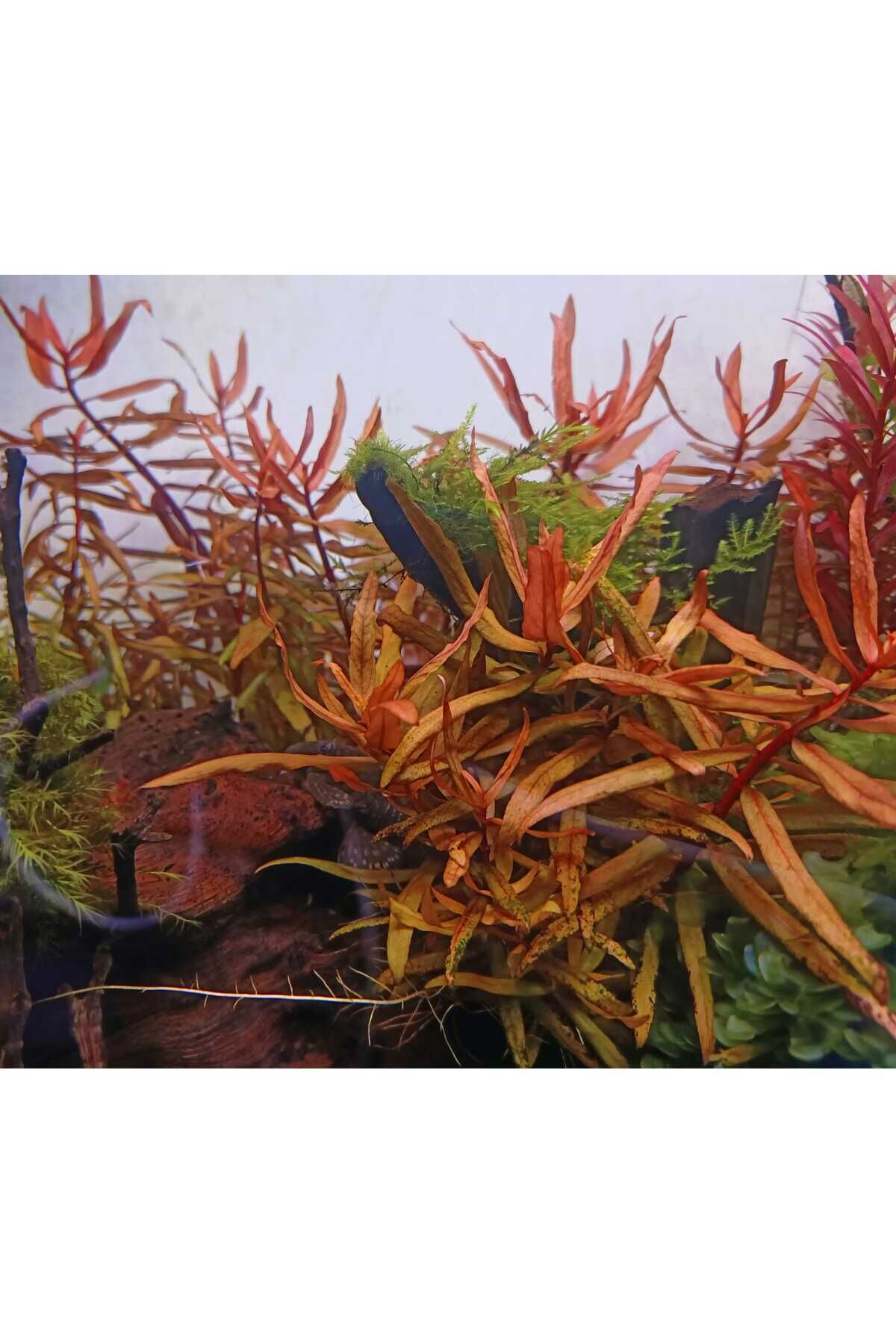 Ammannia Senegalensis Canlı Akvaryum Bitkisi (5 Dal Demet)