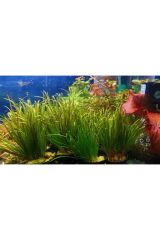 Blyxa Japonica Orta Plan Bitkisi Canlı Akvaryum Bitkisi (2 KÖK)