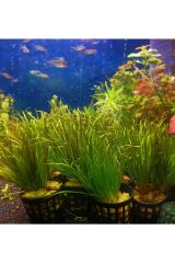 Blyxa Japonica Orta Plan Bitkisi Canlı Akvaryum Bitkisi (2 KÖK)