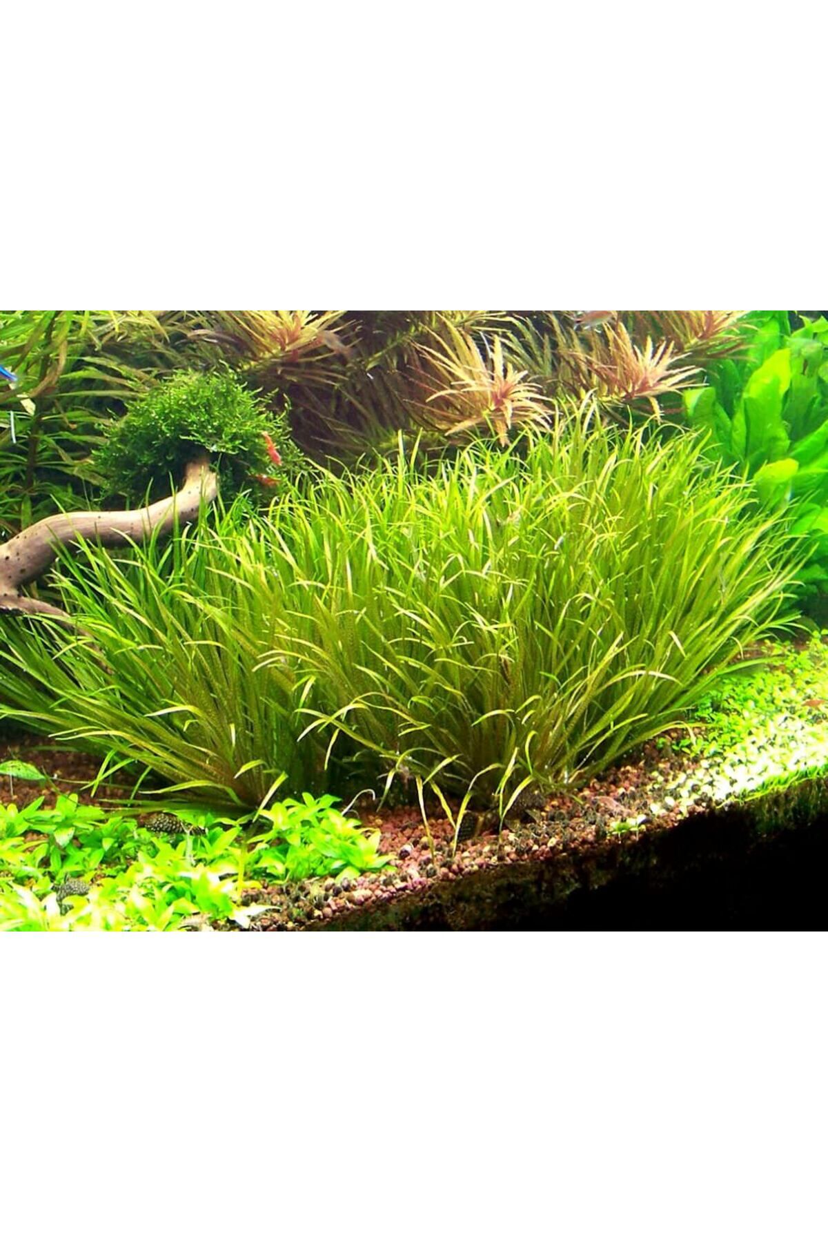 Blyxa Japonica Orta Plan Bitkisi Canlı Akvaryum Bitkisi (2 KÖK)