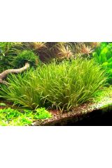 Blyxa Japonica Orta Plan Bitkisi Canlı Akvaryum Bitkisi (2 KÖK)