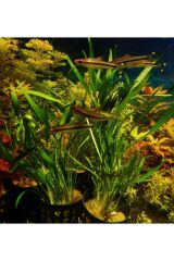 Cryptocoryne Parva Ön-Orta Plan bitkisi Canlı Akvaryum Bitkisi (1 Saksı)