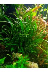 Cryptocoryne Parva Ön-Orta Plan bitkisi Canlı Akvaryum Bitkisi (1 Saksı)