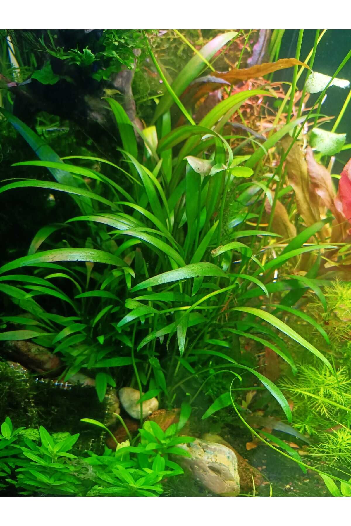 Cryptocoryne Parva Ön-Orta Plan bitkisi Canlı Akvaryum Bitkisi (1 Saksı)