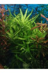 Heteranthera zosterifolia Canlı Akvaryum Bitkisi (budama 5 Kök ) KOLAY BİTKİ