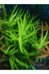 Heteranthera zosterifolia Canlı Akvaryum Bitkisi (budama 5 Kök ) KOLAY BİTKİ