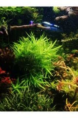 Heteranthera zosterifolia Canlı Akvaryum Bitkisi (budama 5 Kök ) KOLAY BİTKİ