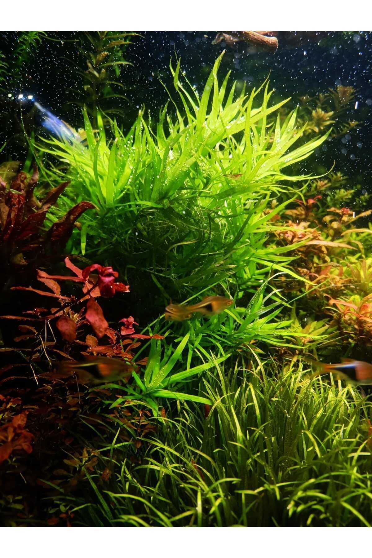 Heteranthera zosterifolia Canlı Akvaryum Bitkisi (budama 5 Kök ) KOLAY BİTKİ