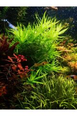 Heteranthera zosterifolia Canlı Akvaryum Bitkisi (budama 5 Kök ) KOLAY BİTKİ