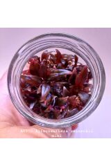 Alternanthera rosanervig IN VITRO 200 CC DEV KAVANOZ Canlı akvaryum bitkisi