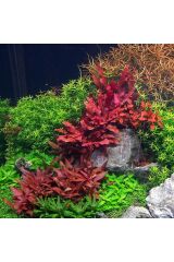 Alternanthera rosanervig IN VITRO 200 CC DEV KAVANOZ Canlı akvaryum bitkisi