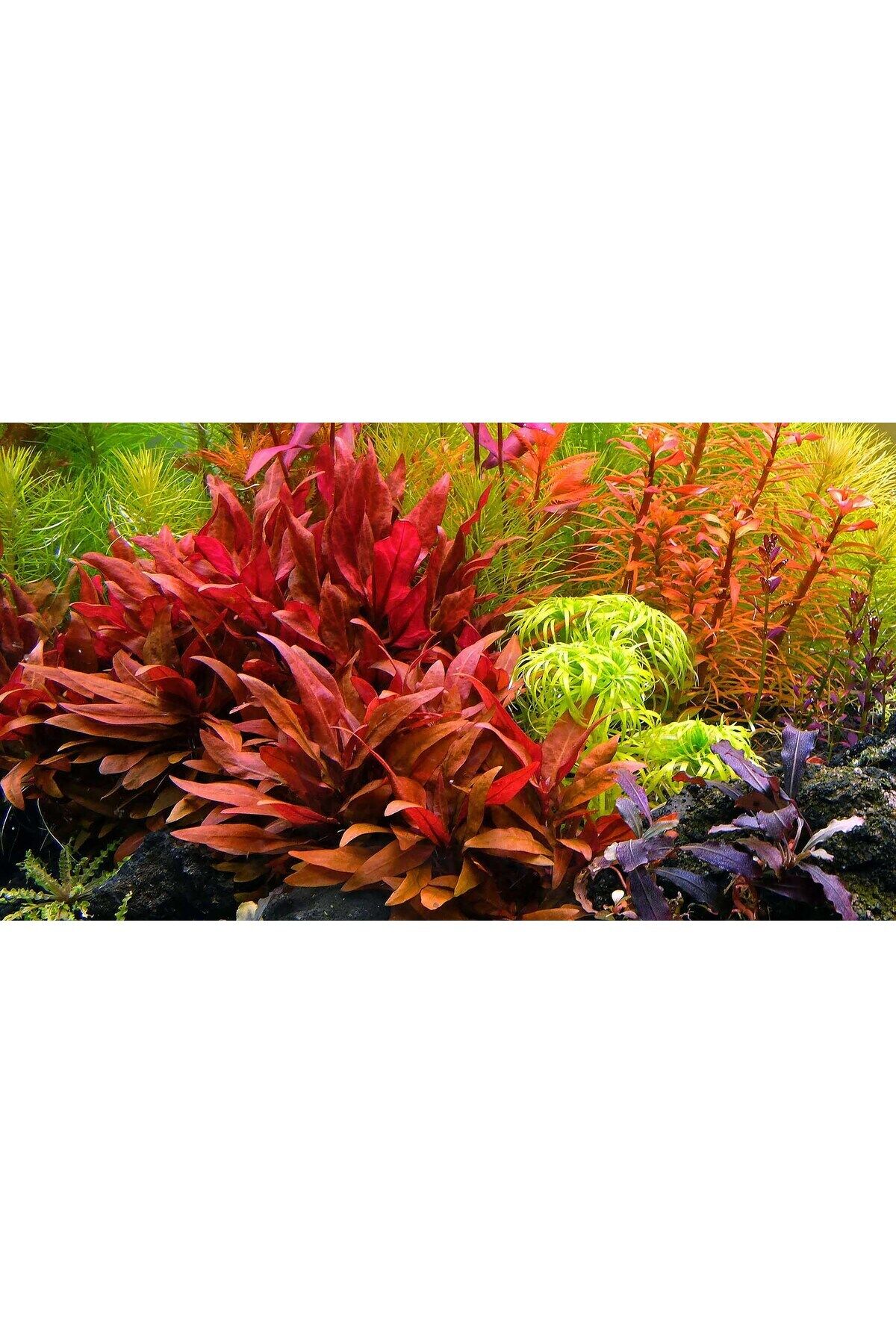 Alternanthera rosanervig IN VITRO 200 CC DEV KAVANOZ Canlı akvaryum bitkisi