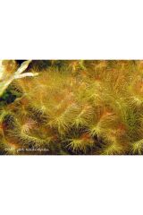 Bacopa myriophylloides IN VITRO 200 CC DEV KAVANOZ Canlı akvaryum bitkisi