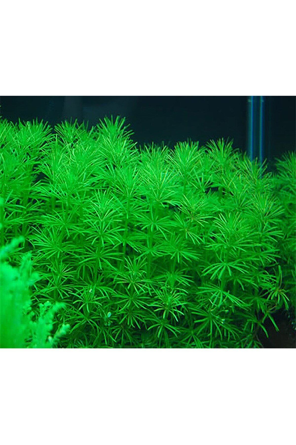 Bacopa myriophylloides IN VITRO 200 CC DEV KAVANOZ Canlı akvaryum bitkisi