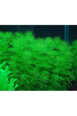Bacopa myriophylloides IN VITRO 200 CC DEV KAVANOZ Canlı akvaryum bitkisi